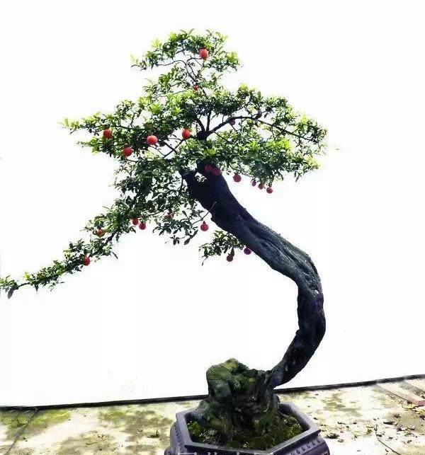 图解 金弹子盆景的制作过程 4幅