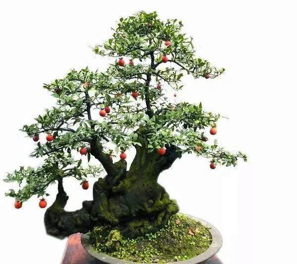 图解 金弹子盆景的制作过程 4幅