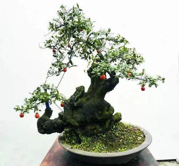 图解 金弹子盆景的制作过程 4幅