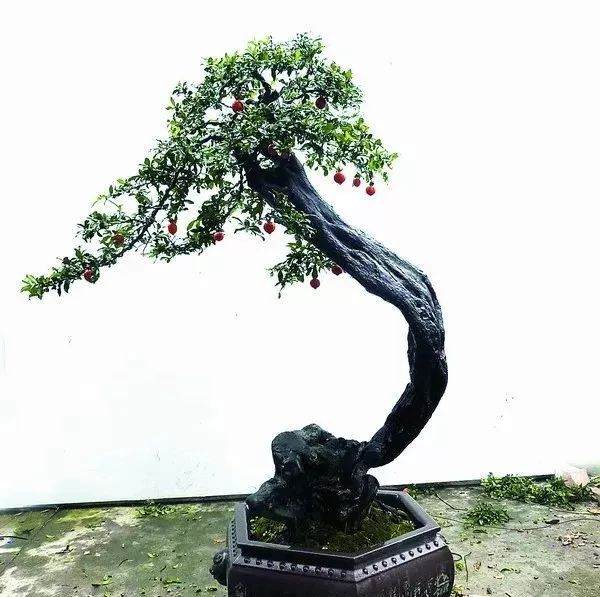 图解 金弹子盆景的制作过程 4幅