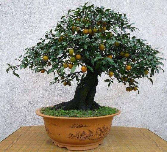 金弹子盆景不挂果成因分析