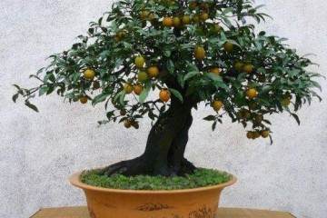 金弹子盆景叶子怎么不挂果成因分析