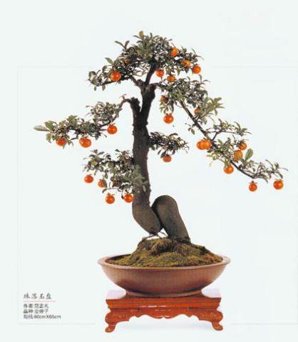 如何提高盆景移盆的成活率?