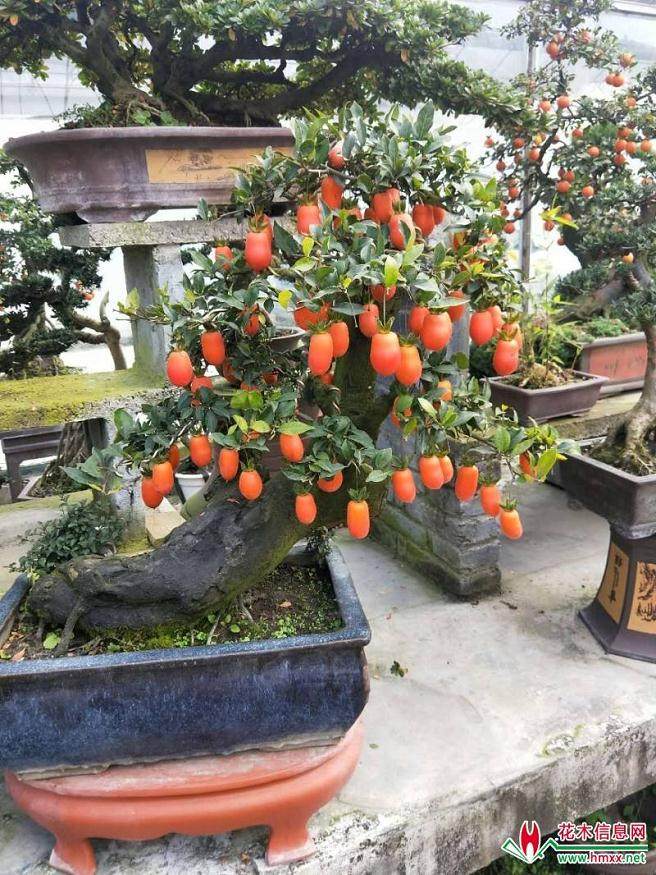 金弹子盆景嫁接的3个注意要点