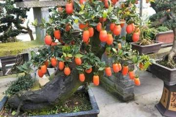 金弹子盆景嫁接的3个注意要点