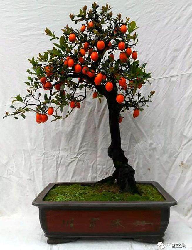 金弹子盆景可以与柿子树嫁接吗 需要注意什么？