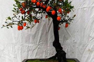 金弹子盆景可以与柿子树嫁接吗 需要注意什么