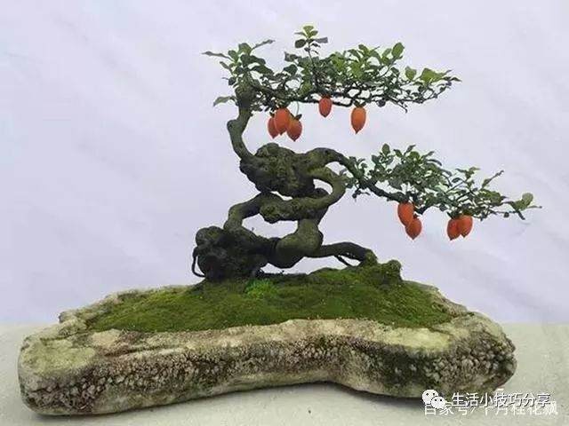 金弹子盆景地养1年之后就可以上盆