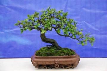 挖到金弹子老桩盆景 没有几十万不卖