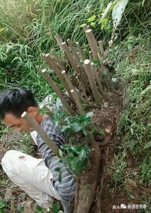 哥山上挖得1棵金弹子下山桩 背下山卖了3千8