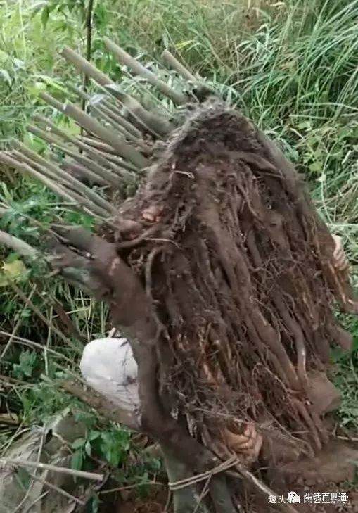 哥山上挖得1棵金弹子下山桩 背下山卖了3千8