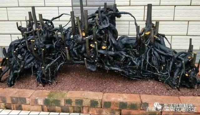 难得一见的丛林金弹子下山桩 给2万都不卖!