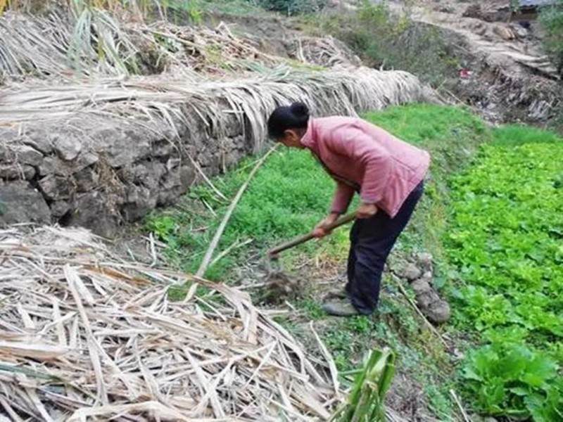 老妈挖地遇见金弹子下山桩 要卖到8000元以上