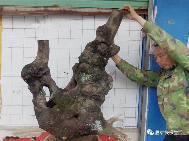 如何对对金弹子下山桩进行整形修剪