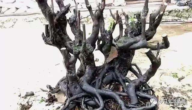 金弹子下山桩 转手价格上万