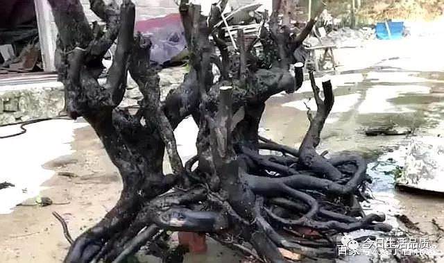 金弹子下山桩 转手价格上万