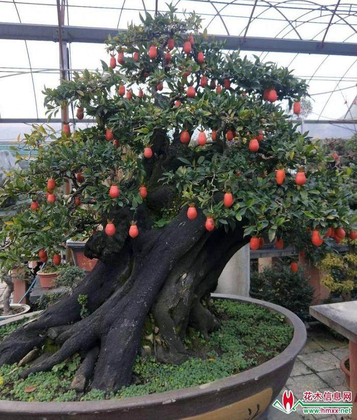 如何给金弹子盆景蟠扎和造型?