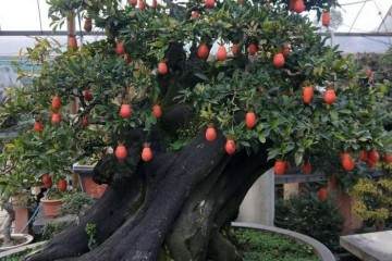 如何给金弹子盆景蟠扎和造型