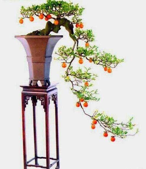 金弹子盆景造型的方法有哪些?