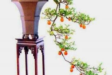 金弹子盆景造型的方法有哪些