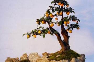 金弹子盆景成活后多久可以造型