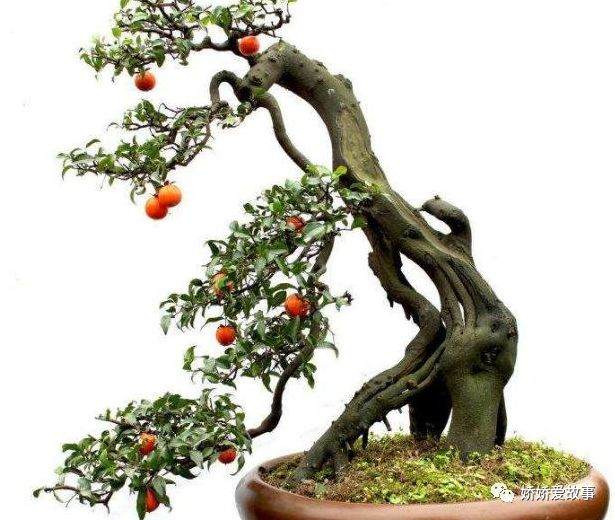 选择适宜金弹子盆景生长的盆土?