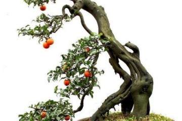 选择适宜金弹子老桩盆景生长的盆土