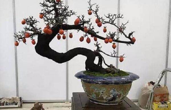 如何种好金弹子盆景树？