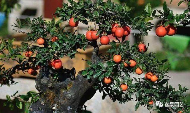 金弹子盆景的日常养护方法 土壤与光照