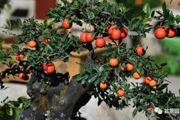 金弹子老桩盆景怎样日常养护的方法