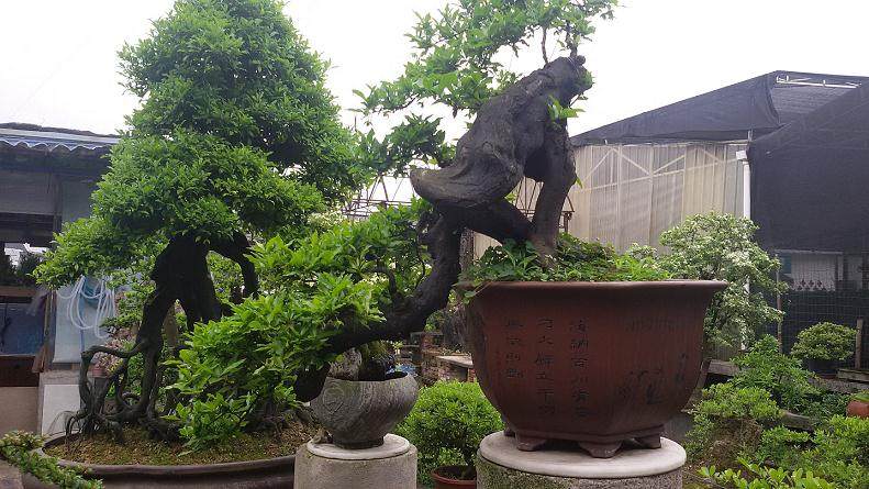 如何打造金弹子盆景?有3个步骤