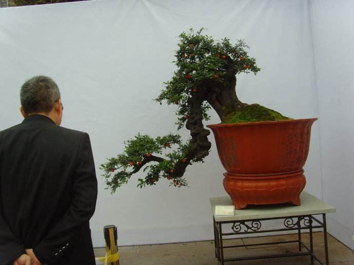 金弹子盆景在冬季需要施肥吗？