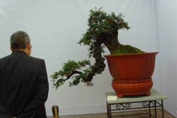 金弹子盆景在冬季可以施肥吗 未发芽可以