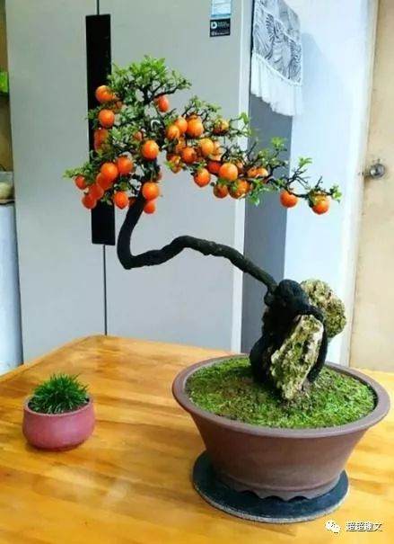 如何快速制作金弹子盆景?