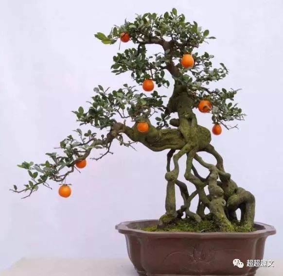 如何快速制作金弹子盆景?