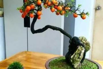 如何快速制作金弹子老桩盆景 怎么发芽