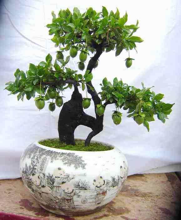 使用生根粉能有效提高金弹子盆景的成活率