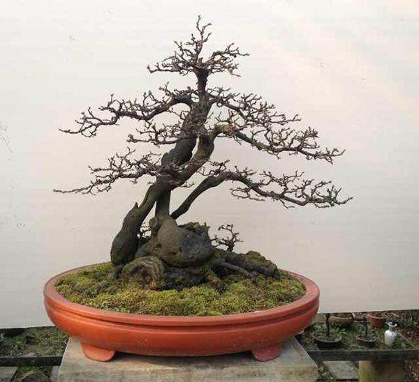 民间盆景人物传:金弹子之父 记重庆的陈四