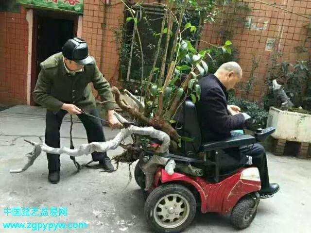 民间盆景人物传:金弹子之父 记重庆的陈四