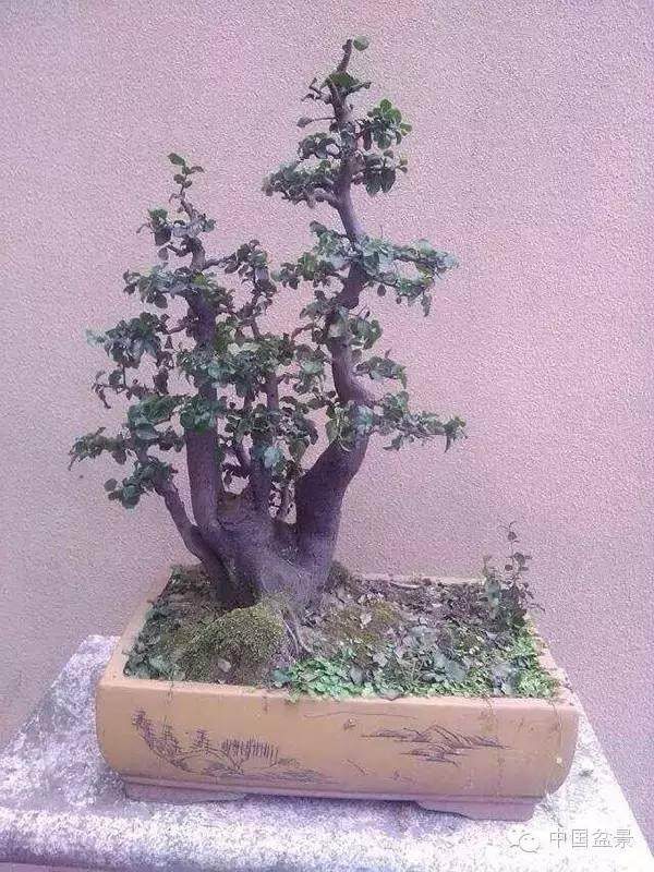 如何鉴别金弹子盆景的根呢?