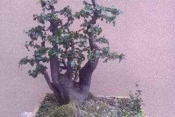 如何鉴别野生碳化金弹子盆景的根呢