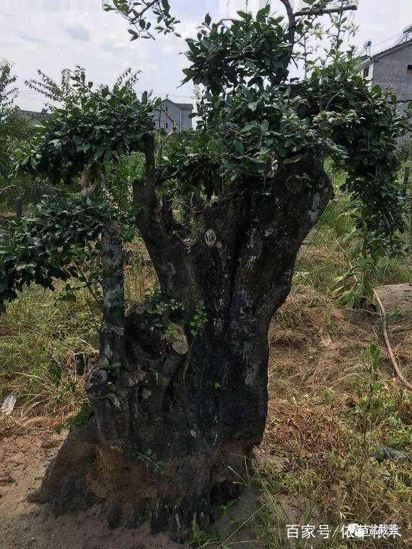 30多年金弹子盆景 从不修剪摆在那就霸气!