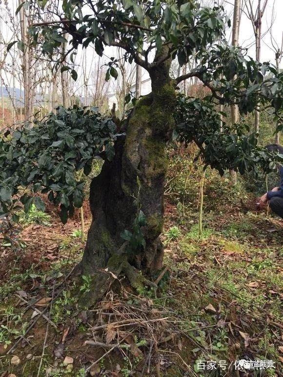 30多年金弹子盆景 从不修剪摆在那就霸气!