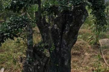 金弹子老桩盆景怎么地栽养护的方法