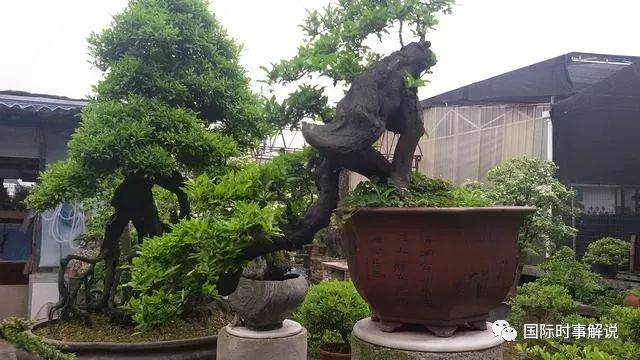 四川省已经形成多元化的盆景发展模基地