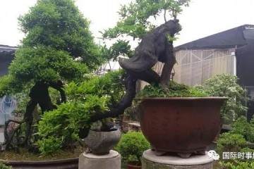 四川省已经形成多元化的盆景发展模基地