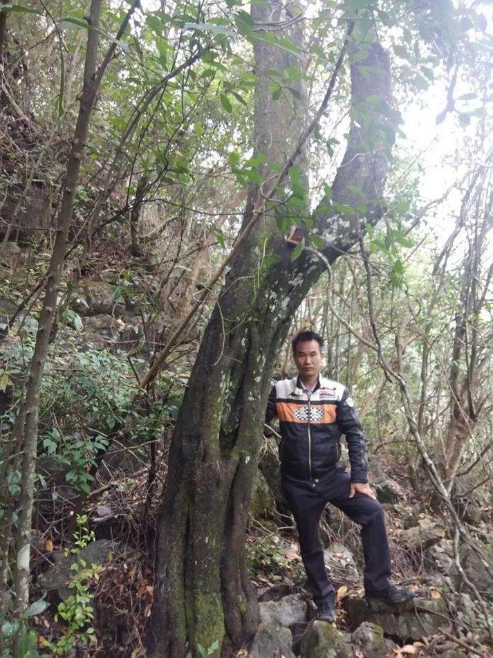 男子发现一棵金弹子下山桩 扛起楼梯就去了