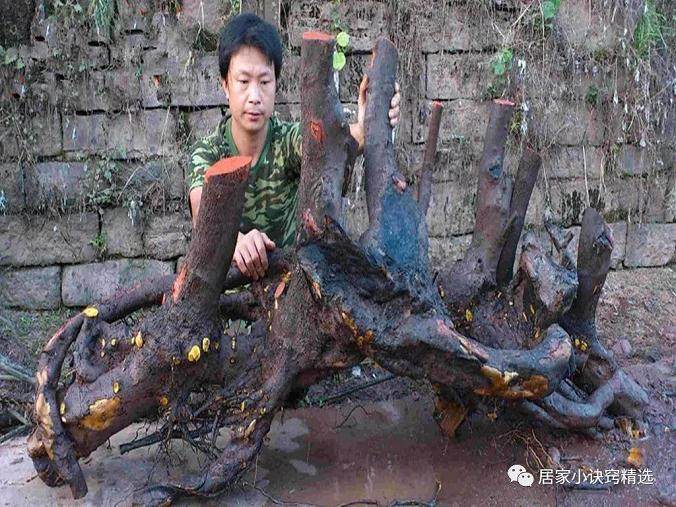 金弹子下山桩 价格1万2