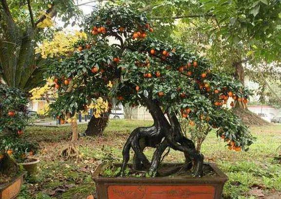 金弹子下山桩价格