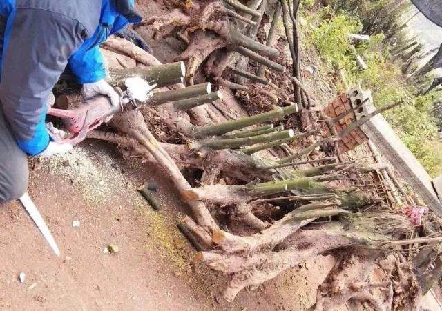 七哥挖到精品丛林金弹子下山桩 给5万都不卖!